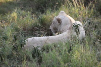 Canon EOS 5D Mark II, 2017:05:25 16:17:58 -- 1/200 sec, f/7.1.  No Flash, Compulsory.5616x3744 