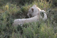 Canon EOS 5D Mark II, 2017:05:25 16:18:07 -- 1/200 sec, f/11.0.  No Flash, Compulsory.5616x3744 