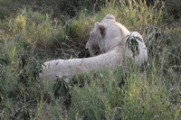 Canon EOS 5D Mark II, 2017:05:25 16:18:10 -- 1/200 sec, f/16.0.  No Flash, Compulsory.5616x3744 