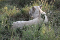 Canon EOS 5D Mark II, 2017:05:25 16:22:44 -- 1/200 sec, f/8.0.  No Flash, Compulsory.5616x3744 