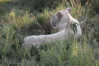 Canon EOS 5D Mark II, 2017:05:25 16:22:49 -- 1/250 sec, f/8.0.  No Flash, Compulsory.5616x3744 