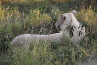 Canon EOS 5D Mark II, 2017:05:25 16:23:35 -- 1/200 sec, f/8.0.  No Flash, Compulsory.5616x3744 