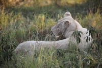 Canon EOS 5D Mark II, 2017:05:25 16:23:52 -- 1/200 sec, f/5.6.  No Flash, Compulsory.5616x3744 