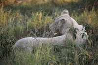 Canon EOS 5D Mark II, 2017:05:25 16:23:53 -- 1/250 sec, f/5.6.  No Flash, Compulsory.5616x3744 