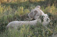 Canon EOS 5D Mark II, 2017:05:25 16:23:59 -- 1/250 sec, f/10.0.  No Flash, Compulsory.5616x3744 