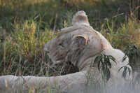 Canon EOS 5D Mark II, 2017:05:25 16:24:03 -- 1/320 sec, f/10.0.  No Flash, Compulsory.5616x3744 