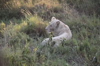 Canon EOS 5D Mark II, 2017:05:25 16:25:26 -- 1/160 sec, f/5.6.  No Flash, Compulsory.5616x3744 