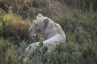 Canon EOS 5D Mark II, 2017:05:25 16:25:27 -- 1/200 sec, f/5.6.  No Flash, Compulsory.5616x3744 