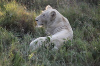 Canon EOS 5D Mark II, 2017:05:25 16:25:38 -- 1/200 sec, f/5.6.  No Flash, Compulsory.5616x3744 