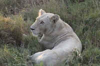 Canon EOS 5D Mark II, 2017:05:25 16:25:45 -- 1/160 sec, f/10.0.  No Flash, Compulsory.5616x3744 