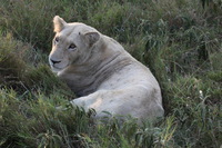 Canon EOS 5D Mark II, 2017:05:25 16:25:53 -- 1/125 sec, f/10.0.  No Flash, Compulsory.5616x3744 