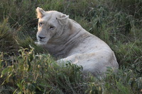 Canon EOS 5D Mark II, 2017:05:25 16:25:57 -- 1/160 sec, f/5.6.  No Flash, Compulsory.5616x3744 