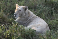 Canon EOS 5D Mark II, 2017:05:25 16:26:03 -- 1/160 sec, f/11.0.  No Flash, Compulsory.5616x3744 