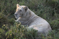 Canon EOS 5D Mark II, 2017:05:25 16:26:26 -- 1/160 sec, f/5.6.  No Flash, Compulsory.5616x3744 