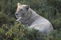 Canon EOS 5D Mark II, 2017:05:25 16:26:28 -- 1/160 sec, f/5.6.  No Flash, Compulsory.5616x3744 