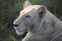 Canon EOS 5D Mark II, 2017:05:25 16:26:32 -- 1/250 sec, f/5.6.  No Flash, Compulsory.5616x3744 