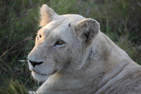 Canon EOS 5D Mark II, 2017:05:25 16:26:36 -- 1/250 sec, f/5.6.  No Flash, Compulsory.5616x3744 