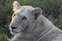 Canon EOS 5D Mark II, 2017:05:25 16:26:43 -- 1/320 sec, f/11.0.  No Flash, Compulsory.5616x3744 