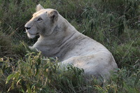 Canon EOS 5D Mark II, 2017:05:25 16:26:50 -- 1/125 sec, f/11.0.  No Flash, Compulsory.5616x3744 