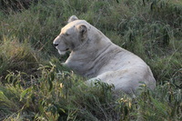 Canon EOS 5D Mark II, 2017:05:25 16:28:03 -- 1/100 sec, f/11.0.  No Flash, Compulsory.5616x3744 