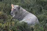 Canon EOS 5D Mark II, 2017:05:25 16:28:33 -- 1/160 sec, f/11.0.  No Flash, Compulsory.5616x3744 