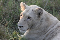 Canon EOS 5D Mark II, 2017:05:25 16:28:37 -- 1/320 sec, f/11.0.  No Flash, Compulsory.5616x3744 