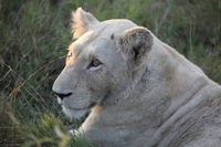 Canon EOS 5D Mark II, 2017:05:25 16:28:45 -- 1/320 sec, f/5.6.  No Flash, Compulsory.5616x3744 