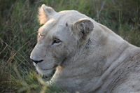 Canon EOS 5D Mark II, 2017:05:25 16:29:38 -- 1/320 sec, f/5.6.  No Flash, Compulsory.5616x3744 