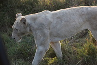 Canon EOS 5D Mark II, 2017:05:25 16:29:51 -- 1/100 sec, f/5.6.  No Flash, Compulsory.5616x3744 