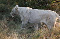 Canon EOS 5D Mark II, 2017:05:25 16:30:01 -- 1/100 sec, f/5.6.  No Flash, Compulsory.5616x3744 