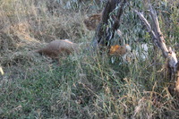 Canon EOS 5D Mark II, 2017:05:25 16:30:52 -- 1/160 sec, f/5.6.  No Flash, Compulsory.5616x3744 