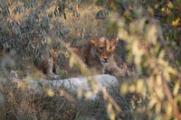 Canon EOS 5D Mark II, 2017:05:25 16:31:22 -- 1/125 sec, f/5.6.  No Flash, Compulsory.5616x3744 