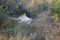 Canon EOS 5D Mark II, 2017:05:25 16:32:03 -- 1/125 sec, f/5.6.  No Flash, Compulsory.5616x3744 