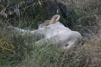 Canon EOS 5D Mark II, 2017:05:25 16:32:13 -- 1/250 sec, f/8.0.  No Flash, Compulsory.5616x3744 