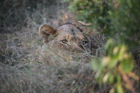 Canon EOS 5D Mark II, 2017:05:25 16:32:25 -- 1/320 sec, f/5.6.  No Flash, Compulsory.5616x3744 