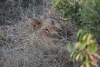 Canon EOS 5D Mark II, 2017:05:25 16:32:28 -- 1/400 sec, f/10.0.  No Flash, Compulsory.5616x3744 