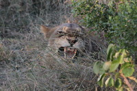 Canon EOS 5D Mark II, 2017:05:25 16:32:31 -- 1/250 sec, f/16.0.  No Flash, Compulsory.5616x3744 