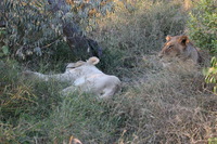 Canon EOS 5D Mark II, 2017:05:25 16:33:22 -- 1/160 sec, f/11.0.  No Flash, Compulsory.5616x3744 