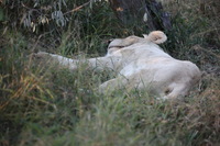 Canon EOS 5D Mark II, 2017:05:25 16:34:03 -- 1/250 sec, f/5.6.  No Flash, Compulsory.5616x3744 