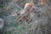 Canon EOS 5D Mark II, 2017:05:25 16:35:02 -- 1/320 sec, f/5.6.  No Flash, Compulsory.5616x3744 