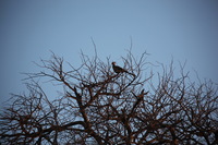 Canon EOS 5D Mark II, 2017:05:25 16:47:08 -- 1/320 sec, f/5.6.  No Flash, Compulsory.5616x3744 