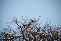 Canon EOS 5D Mark II, 2017:05:25 16:47:36 -- 1/400 sec, f/5.6.  No Flash, Compulsory.5616x3744 