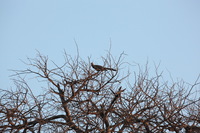 Canon EOS 5D Mark II, 2017:05:25 16:48:08 -- 1/320 sec, f/11.0.  No Flash, Compulsory.5616x3744 