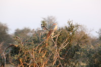 Canon EOS 5D Mark II, 2017:05:25 16:50:01 -- 1/200 sec, f/11.0.  No Flash, Compulsory.5616x3744 