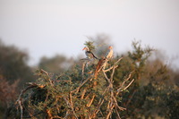 Canon EOS 5D Mark II, 2017:05:25 16:50:07 -- 1/400 sec, f/5.6.  No Flash, Compulsory.5616x3744 