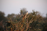 Canon EOS 5D Mark II, 2017:05:25 16:50:15 -- 1/320 sec, f/5.6.  No Flash, Compulsory.5616x3744 