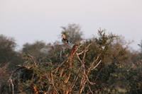 Canon EOS 5D Mark II, 2017:05:25 16:50:22 -- 1/250 sec, f/13.0.  No Flash, Compulsory.5616x3744 