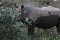 Canon EOS 5D Mark II, 2017:05:25 17:02:29 -- 1/100 sec, f/5.6.  No Flash, Compulsory.5616x3744 