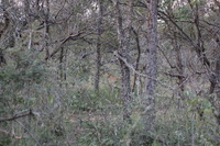 Canon EOS 5D Mark II, 2017:05:25 17:03:57 -- 1/125 sec, f/5.6.  No Flash, Compulsory.5616x3744 