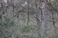 Canon EOS 5D Mark II, 2017:05:25 17:03:59 -- 1/160 sec, f/5.6.  No Flash, Compulsory.5616x3744 